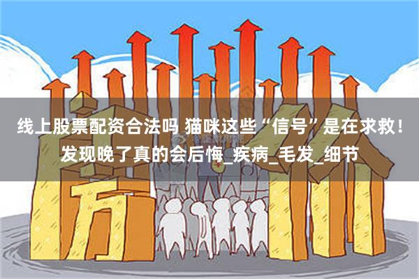 线上股票配资合法吗 猫咪这些“信号”是在求救！发现晚了真的会后悔_疾病_毛发_细节